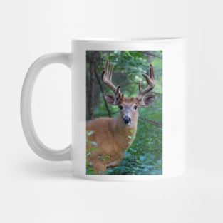 White-tailed deer Buck Mug